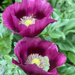 Meet your Posher, Patricia p